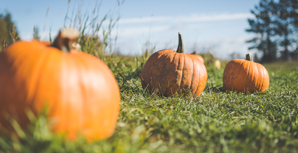 Pumpkins growing in a field